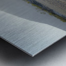 Galapagos sea lion Zalophus wollebaeki backlit Punta Espinosa Fernandina Island Galapagos Islands Ecuador Metal print