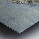 Sally Lightfoot crab - Punta Espinosa Fernandina Island - Galapagos Islands Metal print