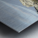 Sally lightfoot crabs on a rocky beach at Punta Espinosa Fernandina Island Galapagos Islands Ecuador
 Metal print