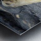 Galapagos sea lion female with pup Punta Espinosa Fernandina Island Galapagos Islands Ecuador Metal print