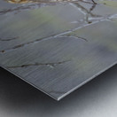 Galapagos Hawk Buteo galapagoensis Santiago Island Galapagos Islands Ecuador
 Metal print