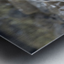 Swallow tailed Gulls Creagrus furcatus North Seymour Island Galapagos Islands Ecuador
 Metal print