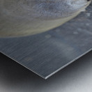 Galapagos sea lion Zalophus wollebaeki Puerto Egas Santiago Island Galapagos Islands Ecuador Metal print