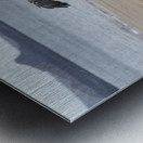 Galapagos Hawk Buteo galapagoensis flying above a Galapagos green turtle Playa Espumilla Santiago Island Galapagos Islands Ecuador
 Metal print