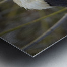 Magnificent Frigatebird Fregata magnificens immature with white head and blue beak North Seymour Island Galapagos Islands Ecuador
 Metal print