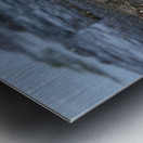 Yellow Warbler Dendroica petechia aureola Puerto Egas Santiago Island Galapagos Islands Ecuador
 Metal print