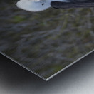 Magnificent Frigatebird Fregata magnificens chick sitting on nest North Seymour Island Galapagos Islands Ecuador
 Metal print