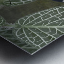 Hamadryas amphinome butterfly at the La Selva Jungle Lodge  Amazon Ecuador Metal print