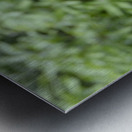 Russet backed oropendola Psarocolius angustifrons
 Metal print