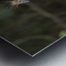 Hoatzin Opisthocomus hoazin on a branch over Lake Garzacocha La Selva Jungle Eco Lodge Amazon Basin Ecuador
 Metal print