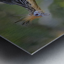 Hoatzin Opisthocomus hoazin on a branch La Selva Jungle Eco Lodge Amazon Basin Ecuador
 Metal print