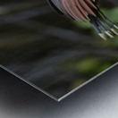 Hoatzin Opisthocomus hoazin on a branch over Lake Garzacocha La Selva Jungle Eco Lodge Amazon Basin Ecuador
 Metal print