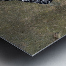 Feronia Cracker  Butterfly Hamadryas feronia Amazon Ecuador Metal print