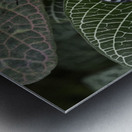 Feronia Cracker  Butterfly Hamadryas feronia Amazon Ecuador Metal print