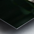 Owl butterfly Caligo idomeneus at the La Selva Jungle Lodge  Amazon Ecuador Metal print