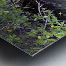 Galapagos green turtle Chelonia mydas agassisi Elizabeth Bay Isabela Island Galapagos Islands Ecuador Metal print