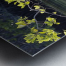 Great Blue Heron Ardea herodias Elizabeth Bay Isabela Island Galapagos Islands Ecuador Metal print