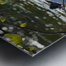 Great Blue Heron Ardea herodias Elizabeth Bay Isabela Island Galapagos Islands Ecuador Metal print