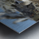 Blue footed Booby Sula nebouxii Punta Moreno Isabela Island Galapagos Islands Ecuador Metal print