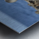 Blue footed Booby Sula nebouxii Punta Moreno Isabela Island Galapagos Islands Ecuador Metal print