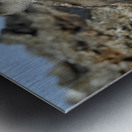 Blue footed Booby Sula nebouxii Punta Moreno Isabela Island Galapagos Islands Ecuador Metal print