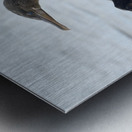 Flightless Cormorant or Galapagos Cormorant Phalacrocorax harrisi Urbina Bay Isabela Island Galapagos Islands Ecuador Metal print