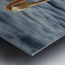 Brown Pelican Pelecanus occidentalis Elizabeth Bay Isabela Island Galapagos Islands Ecuador Metal print