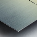 Brown Pelican Pelecanus occidentalis Elizabeth Bay Isabela Island Galapagos Islands Ecuador Metal print