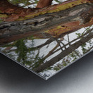 Arbutus tree at Panther Point  Metal print