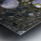 Sea shells - Spencer Spit  Metal print