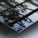 Fir trees on a grassy hillside. James Island Metal print