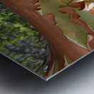 Madrona tree trunk with peeling bark Metal print