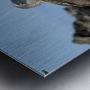 Blue-footed Booby Sula nebouxii on rocks Punta Moreno Isabela Island Galapagos Islands Ecuador Metal print