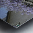 Green door with Wisteria plant in bloom. Nevers Nievre. France Metal print