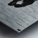 Flightless Cormorants Phalacrocorax harrisi stretching their wings. Punta Espinosa. Fernandina Island. Galapagos Islands. Ecuador Metal print