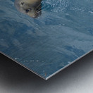 Galapagos sea lion Zalophus wollebaeki swimming in the ocean Floreana Island Galapagos Islands Ecuador Metal print