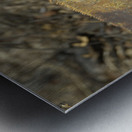 Galapagos land iguana. Isabela Island. Galapagos Islands. Ecuador Metal print