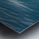 Galapagos green turtle. Isabela Island. Galapagos Islands. Ecuador Metal print