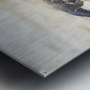 Galapagos Hawk landing on Espumilla Beach. Santiago Island. Galapagos Islands. Ecuador Metal print