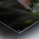 Hoatzin Opisthocomus hoazin on a branch over Lake Garzacocha Metal print