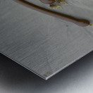 Bull kelp Florencia Beach Pacific Rim National Park Metal print