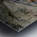 Sea stars on the rocks at Tonquin Beach Tofino Metal print