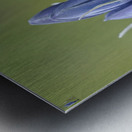 Common Camas Camassia quamash Mt. Tzouhalem Ecological Reserve Cowichan Valley British Columbia Canada Metal print