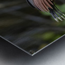 Hoatzin Opisthocomus hoazin on a branch over Lake Garzacocha La Selva Jungle Eco Lodge Amazon Basin Ecuador Metal print