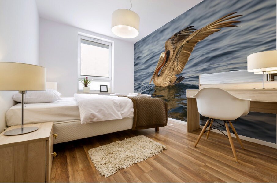 Brown Pelican  Mural print