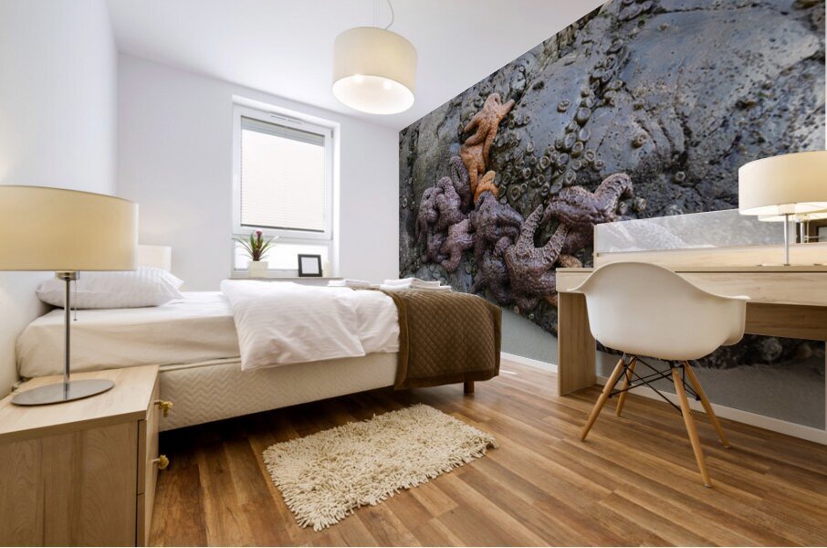 Sea stars on the rocks at Tonquin Beach Mural print