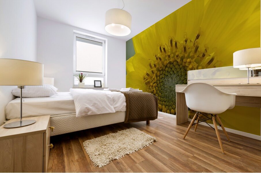 Deltoid Balsamroot Balsamorhiza deltoidea Cowichan Valley Vancouver Island British Columbia Canada Mural print