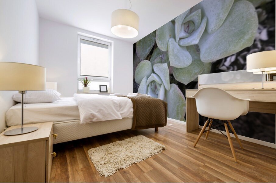 Broadleaf Stonecrop Collinsia parviflora Sedum spathulifolium Cowichan Valley Vancouver Island British Columbia Canada Mural print