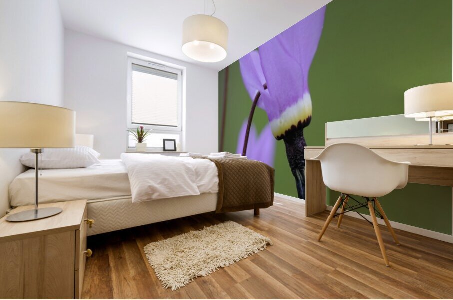 Shooting Star Dodecatheon pulchellum Cowichan Garry Oak Preserve Cowichan Valley Vancouver Island British Columbia. Mural print