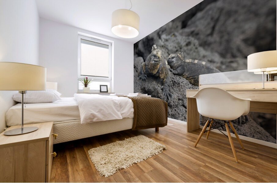 Marine Iguanas Amblyrhynchus cristatus Urbina Bay Isabela Island Galapagos Islands Ecuador Mural print